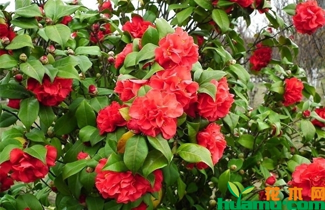 茶花不开花怎么办?