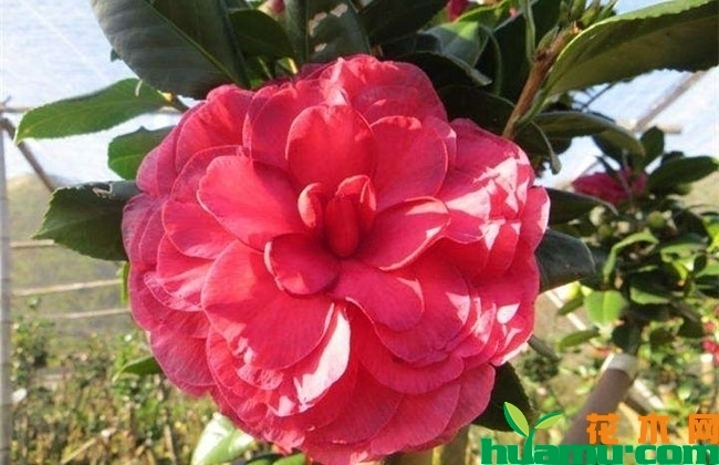茶花秋季怎么养?不开花怎么办? 茶花秋季怎么养?不开花怎么办?