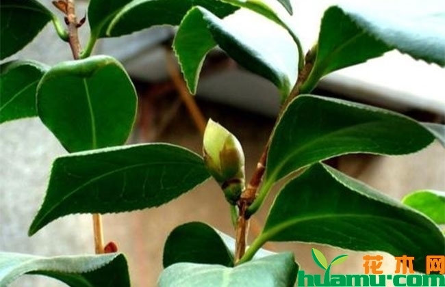 茶花秋季怎么养?不开花怎么办? 茶花秋季怎么养?不开花怎么办?
