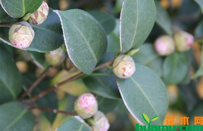 茶花秋季怎么养?不开花怎么办? 茶花秋季怎么养?不开花怎么办?