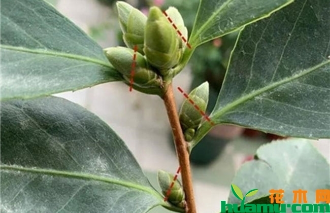 茶花秋季怎么养?不开花怎么办? 茶花秋季怎么养?不开花怎么办?