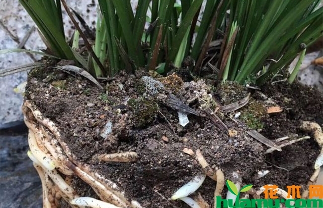 兰花施肥方法有哪些? 兰花施肥方法有哪些?