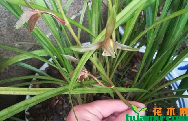 兰花施肥方法有哪些? 兰花施肥方法有哪些?