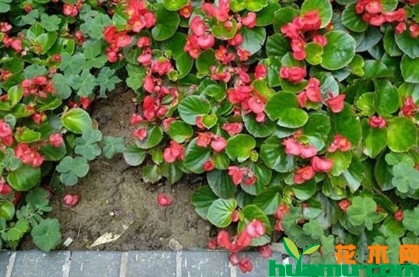 四季海棠