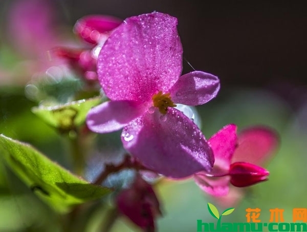 四季海棠花