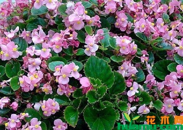 四季海棠