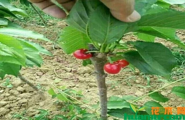 樱桃树 樱桃树