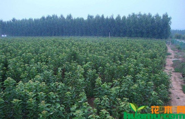 樱桃树 樱桃树