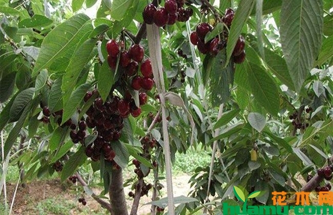 樱桃树 樱桃树