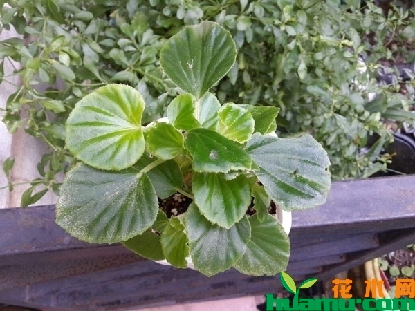 四季海棠扦插