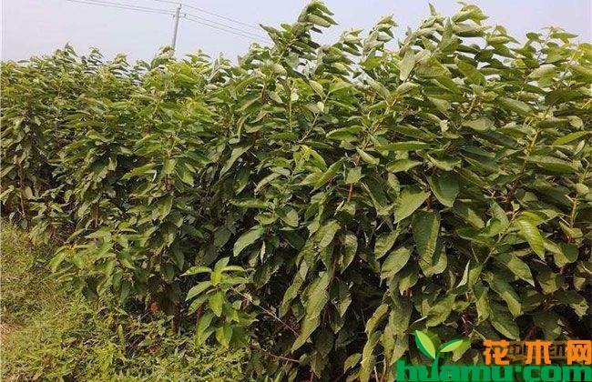 樱桃树 樱桃树