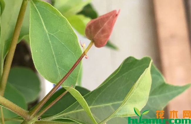 三角梅开花征兆是什么？秋季怎么养护开花多？