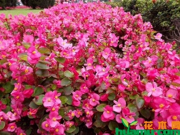 四季海棠花