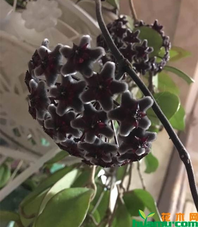 球兰秋季养护方法