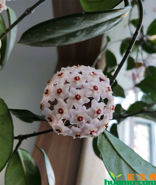 球兰不开花怎么办?