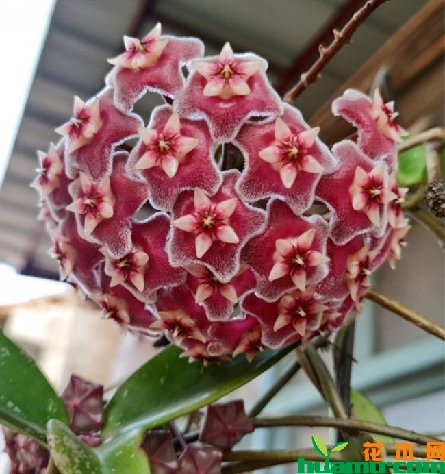 球兰秋季养护方法 球兰秋季养护方法