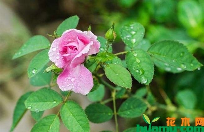 月季花越开越小怎么办?
