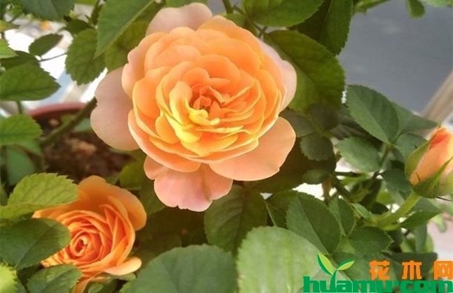 月季花越开越小怎么办? 月季花越开越小怎么办?