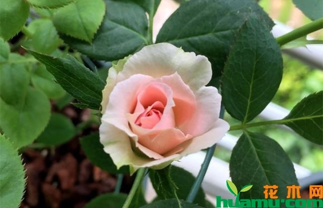 月季花越开越小怎么办? 月季花越开越小怎么办?