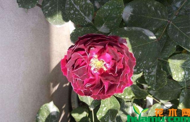 月季花越开越小怎么办? 月季花越开越小怎么办?
