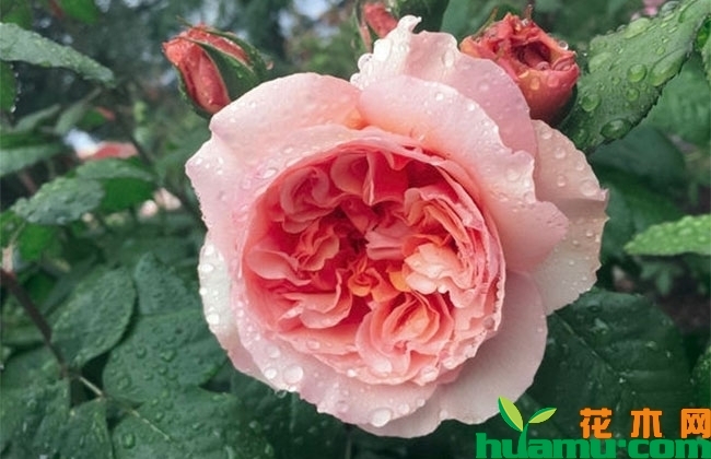 月季花越开越小怎么办? 月季花越开越小怎么办?
