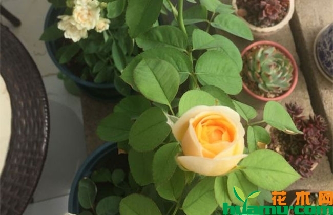 月季秋季管理最容易犯的错误 月季秋季管理最容易犯的错误