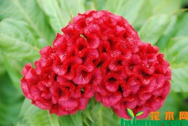 鸡冠花是什么季节开的？