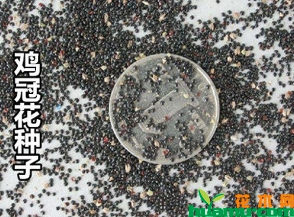 鸡冠花什么时候播种？