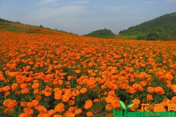 万寿菊种植