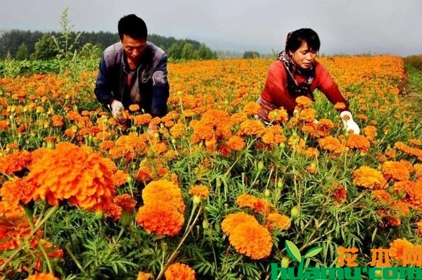 万寿菊种植