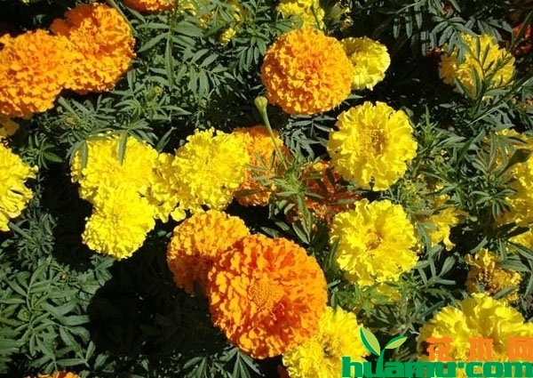 万寿菊
