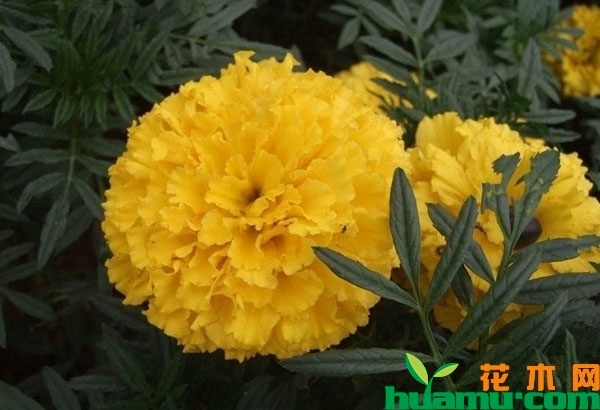 万寿菊花