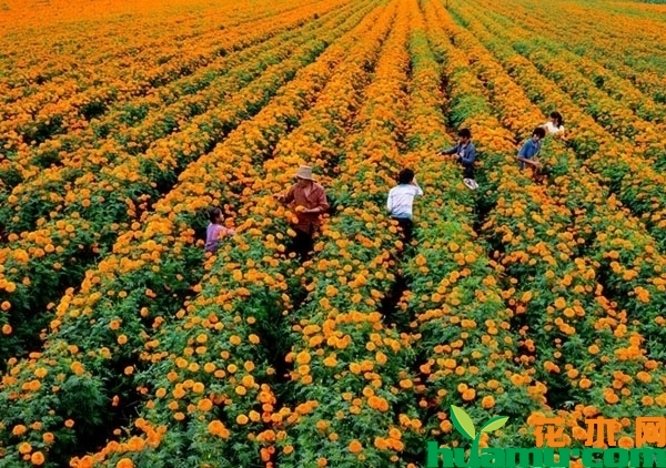 万寿菊种植