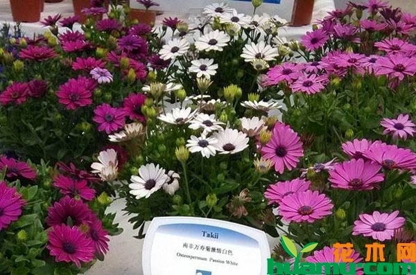 南非万寿菊要不要修剪？