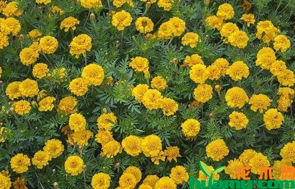 万寿菊种植