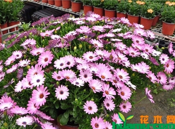 南非万寿菊