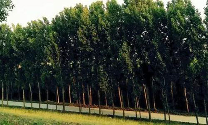 苗木人必看的植保问题3.jpg