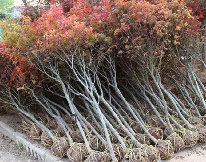 苗木人必看的植保问题5.jpg
