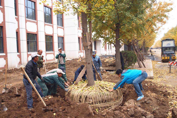 大树移栽输液5.jpg