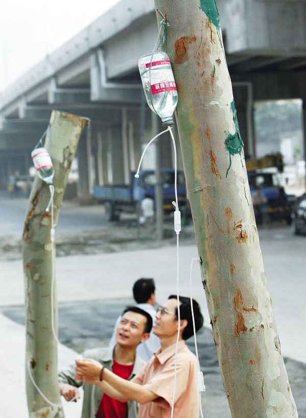 大树移栽输液2.jpg