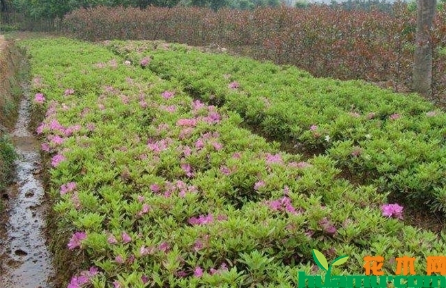 南非万寿菊种植方法 南非万寿菊种植方法