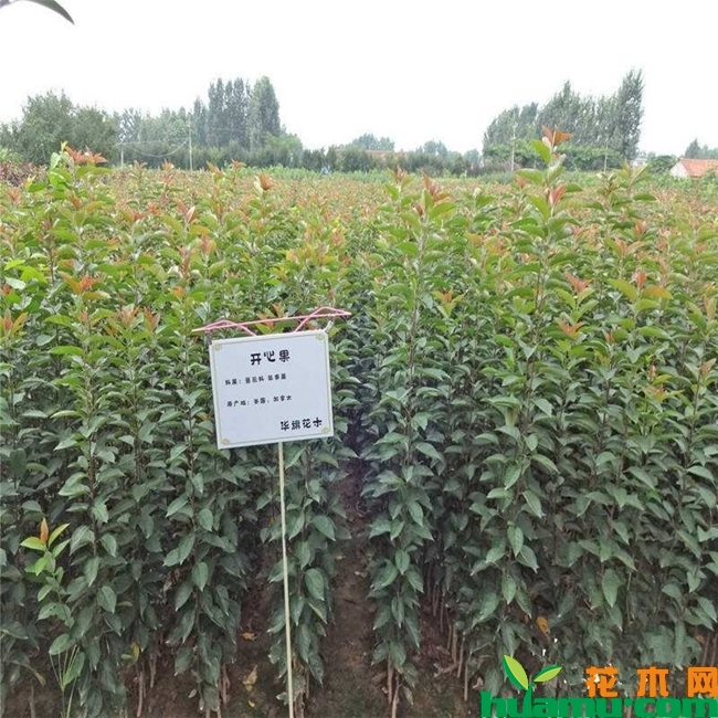开心果苗种植.jpg