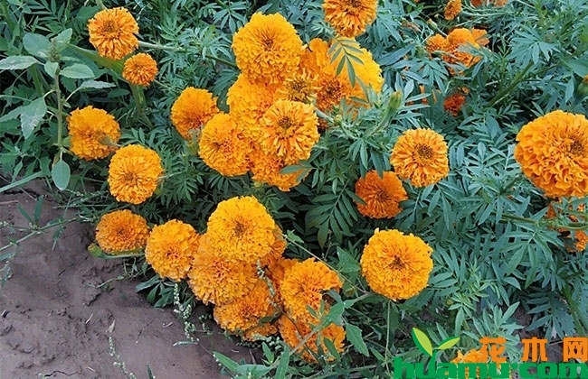 万寿菊怎么种植? 万寿菊怎么种植?