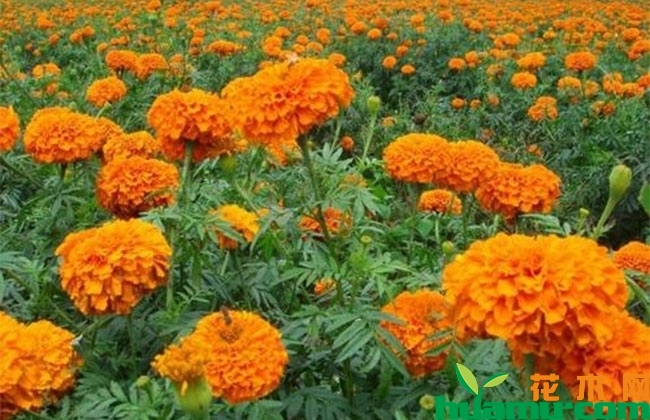 万寿菊怎么种植? 万寿菊怎么种植?