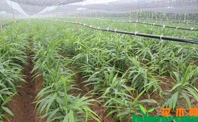 生姜的种植实拍.jpg