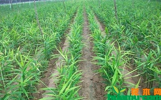 生姜苗种植方法.jpg
