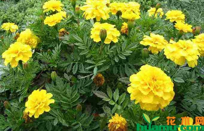 万寿菊几点开花? 万寿菊几点开花?