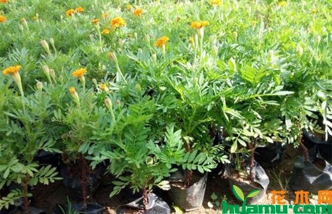 万寿菊种植方法