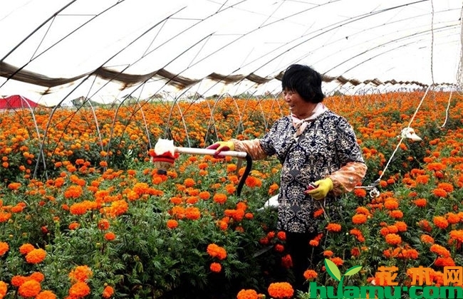 万寿菊种植方法 万寿菊种植方法