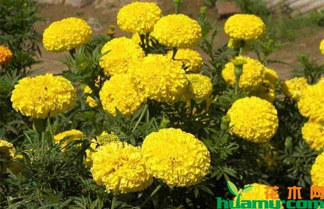 万寿菊种植方法 万寿菊种植方法